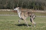 GALGO 001